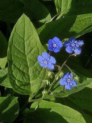 Jetzt blüht es überall ...