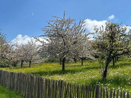 Ausblick Streuobstwiese