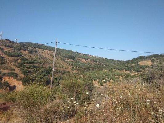 Zum Verkauf auf Kreta, Plakalona: Grundstück mit Meerblick und Olivenbäumen