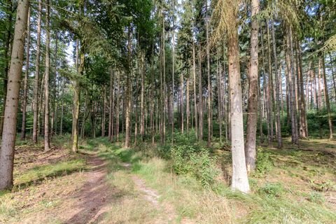 Hitzacker Bauernhöfe, Landwirtschaft, Hitzacker Forstwirtschaft