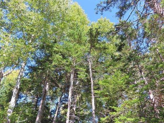 Cape Breton - Bras d`Or Lake - Tolles See-Ufergrun