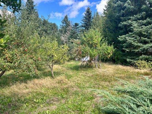 Garten mit diversen Obstbäumen 