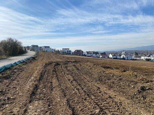 Nach Rodung 03.2024 a.JPG