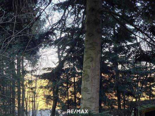 Baumbestand Detailbild