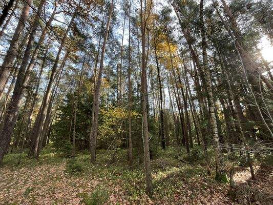 überwiegend Kiefern und Fichten