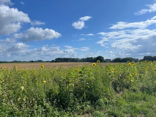 naturnahe Umgebung - Rheinnähe