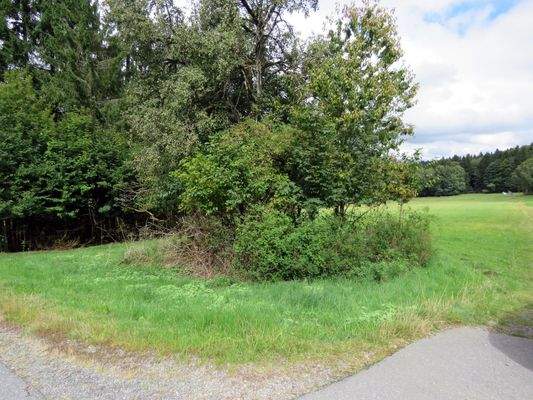 gegenüberliegende Wiese