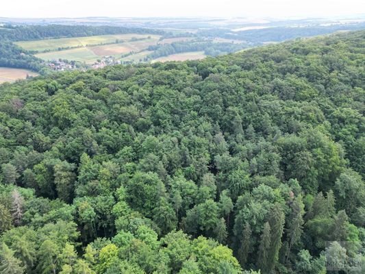 Gepflegter Buchenwald