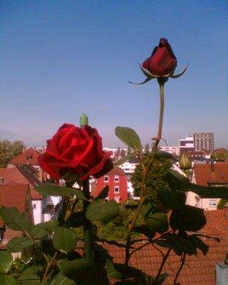 unverbaubarer Blick über die Stadt (2).jpg