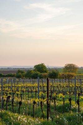 Kopie souboru DSC02127.jpg