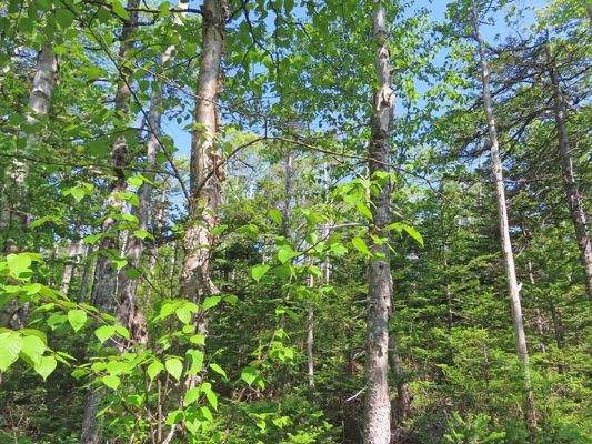 Cape Breton - 31-Hektar Areal in herrlicher Atlant