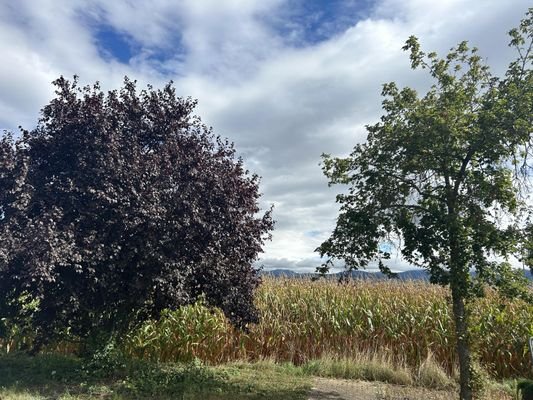 Blick ins Feld vom Parkplatz aus