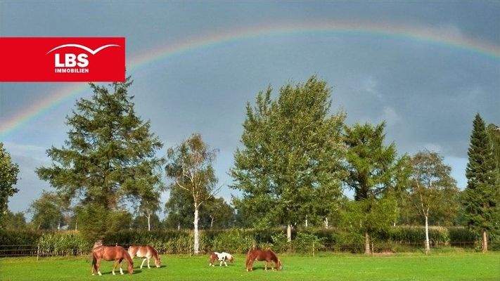 Pferde unter dem Regenbogen