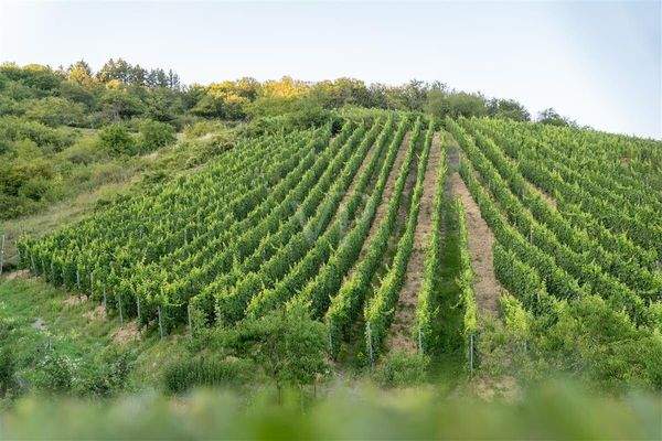 Monopollage Spay in der Zech Riesling Spätburgunder