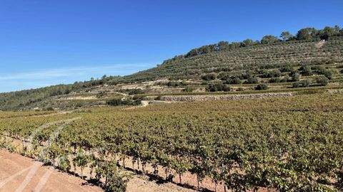 Le Thoronet Bauernhöfe, Landwirtschaft, Le Thoronet Forstwirtschaft