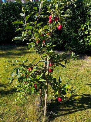 Äpfel aus dem eigenen Garten