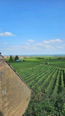 Blick in Rheinebene (9).jpg