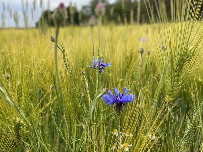 Rarität: Unberührtes Naturgrundstück nahe Krongut Bornstedt