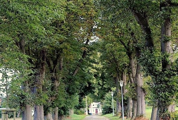 Allee
