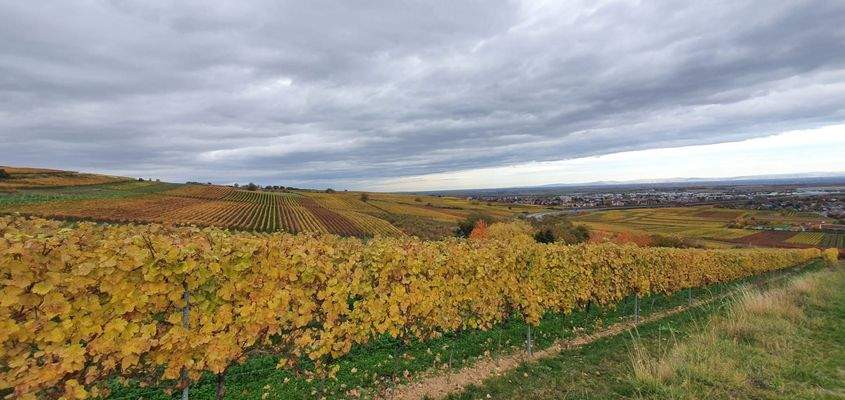 Grünstadt Sausenheim 