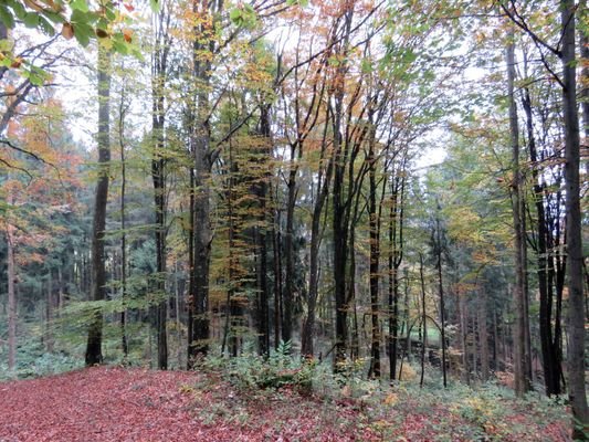 Blick über den Wald