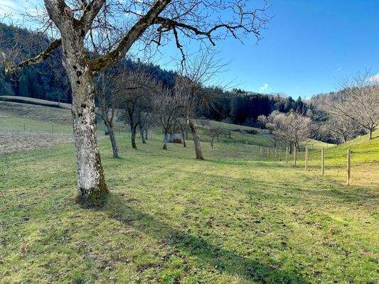 Weitläufiges Flurstück mit Obstbäumen