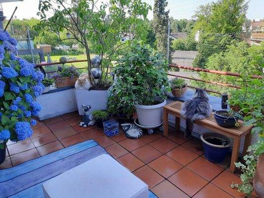 Untere Terrasse SZ Bereich 2