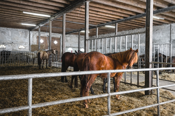 Pferdehaltung in Gruppen