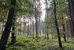 Waldgrundstück