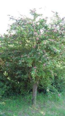 Geringer Obstbaumbestand