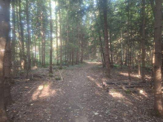 Sauerlach Wald 2025 IV.jpg