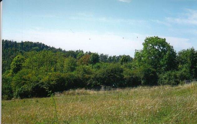 Teilansicht des Wald-u. Wiesengrundstück
