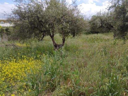 Kreta, Kalyves: Erstaunliches Grundstück im Zentrum von Kalyves zum Verkauf