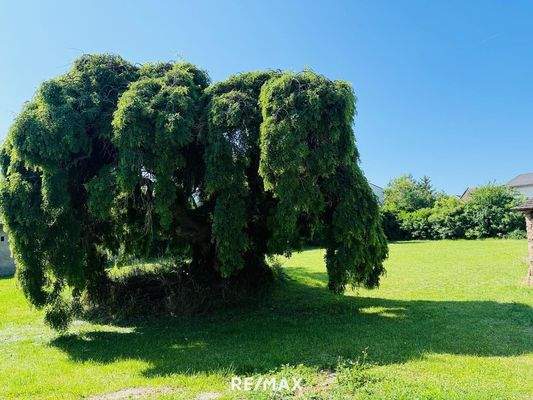 Grundstück mit Altbaum Bestand