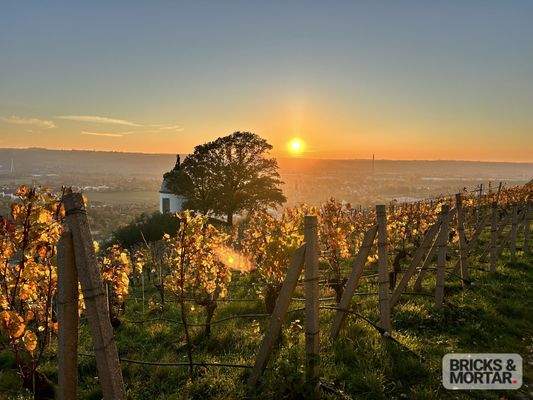 Weinberg in unmittelbarer Umgebung