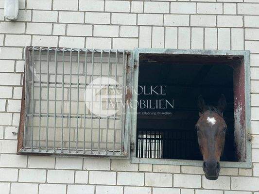 382.Stallgebäude.Außenbox