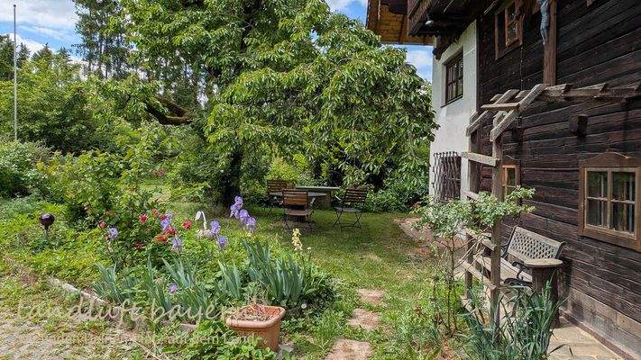 Kirschbaum vor dem Südgiebel.jpg