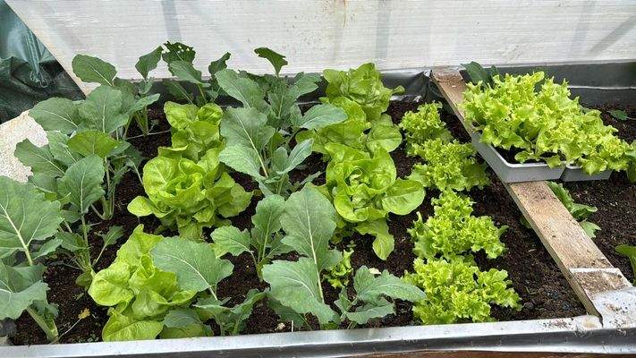 in dem wirklich alles fantastisch wächst