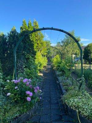 Weinlaube mit Hortensien nach Norden