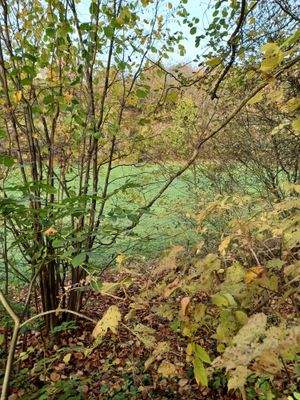 Grundstück mit Bewuchs