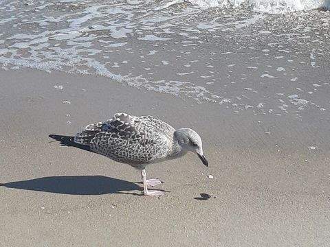 Ückeritz Grundstücke, Ückeritz Grundstück kaufen