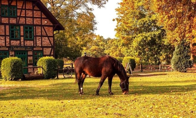 Pferd auf Wiese