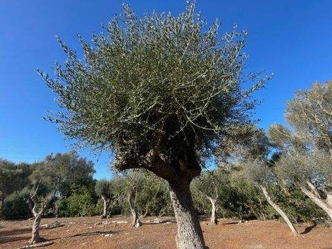 Felanitx Grundstücke, Felanitx Grundstück kaufen