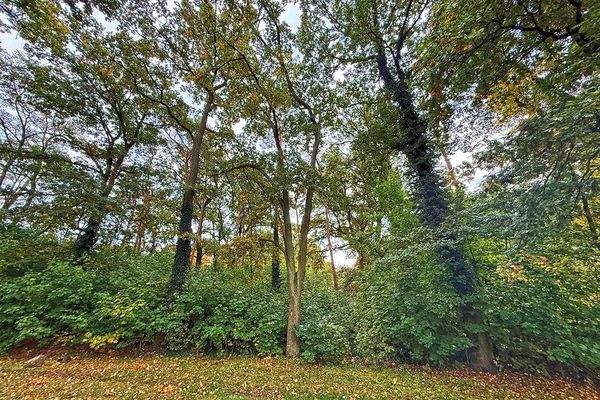 Baum-/Strauchbewuchs