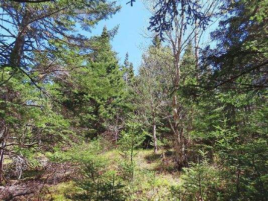 Cape Breton - Wunderschönes 10-Hektar-Areal inmitt