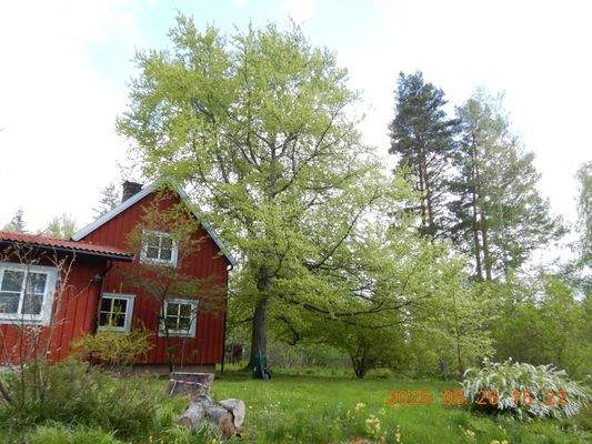 Wohnhaus Westseite mit Buche u. Vorgarten