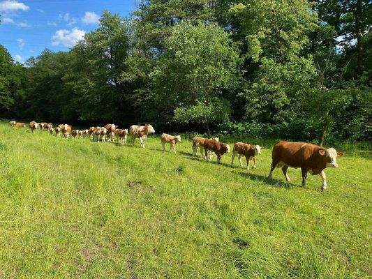 10 Die einzigen Nachbarn weit und breit (2).jpg