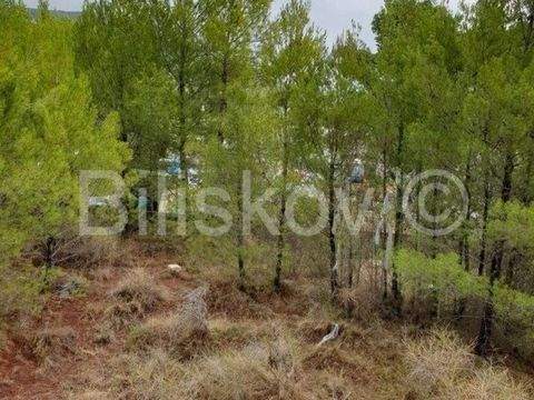 Bol Bauernhöfe, Landwirtschaft, Bol Forstwirtschaft