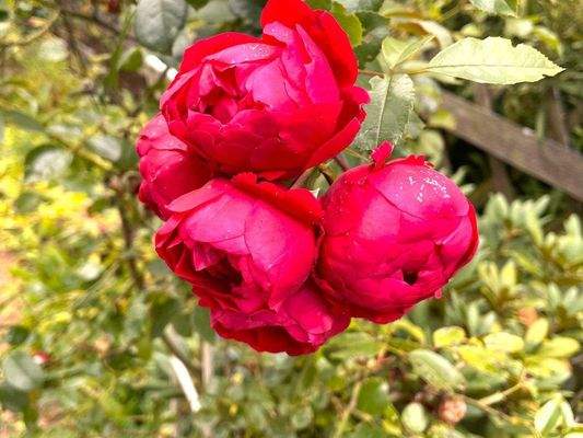 Viel Natur nicht weit vom Möhnesee