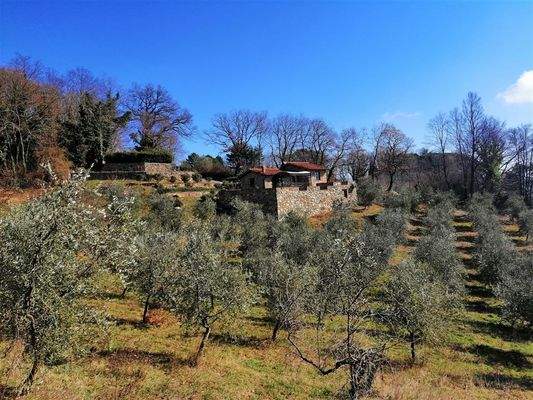 Olivenhain-mit Haus